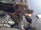 Pepper